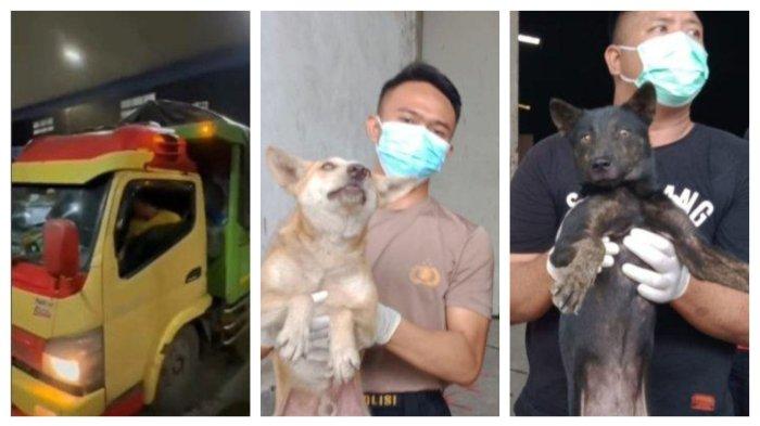 Penyelundupan 226 Anjing Terbongkar, Polda Jateng Tertibkan Warung Olahan Daging Anjing di Solo