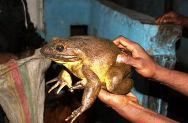 Beratnya Bisa Mencapai 3,2 Kilogram, Katak Goliath Kini Terancam Punah akibat Perburuan