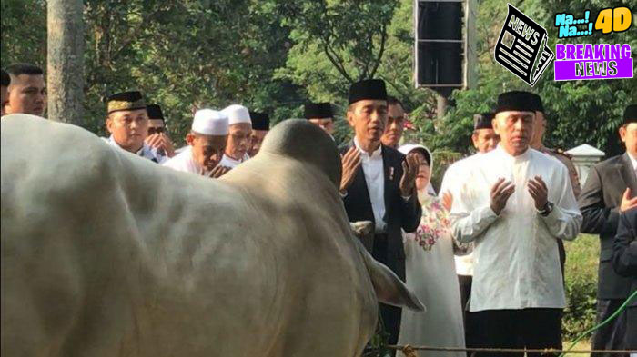 Jokowi Bagikan Sapi Kurban ke 38 Provinsi di Indonesia dan IKN, Masing-masing 1 Ekor